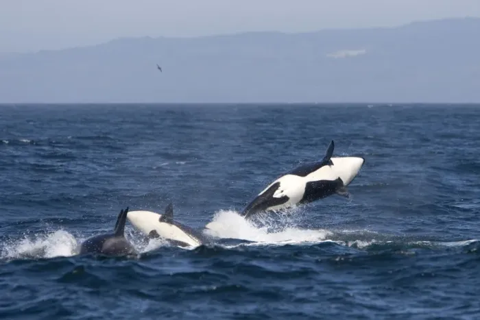 Framed Print : Killer Whales - Transient type - Breaching during a phase of traveling and active socializing - Monterey Bay - Pacific Ocean - California - USA - April Framed Print : Killer Whales - Transient type - Breaching during a phase of traveling and active socializing - Monterey Bay - Pacific Ocean - California - USA - April