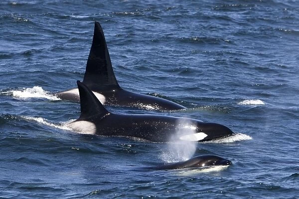 Killer Whales - Transient type - Monterey Bay - Pacific Ocean - California - USA - April