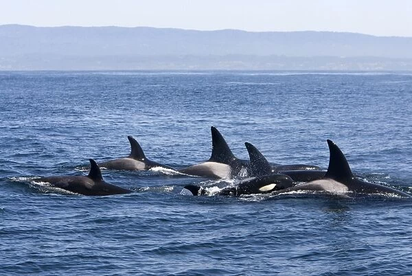 Killer Whales - Transient type - Monterey Bay - Pacific Ocean - California - USA - April