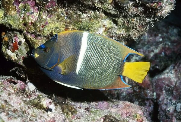 King Angel Fish VT 5436 E. Pacific Cocos Is. Holacanthus passer © Ron and Valerie Taylor  /  ARDEA LONDON