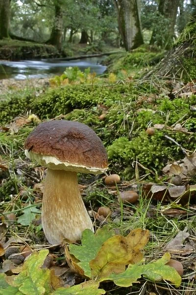 King bolete splendid specimen in oak forest New Forest National Park, Hampshire, England, UK
