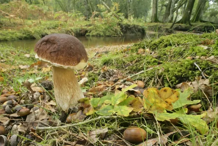 Framed Print : King bolete splendid specimen in oak forest New Forest National Park, Hampshire, England, UK Framed Print : King bolete splendid specimen in oak forest New Forest National Park, Hampshire, England, UK