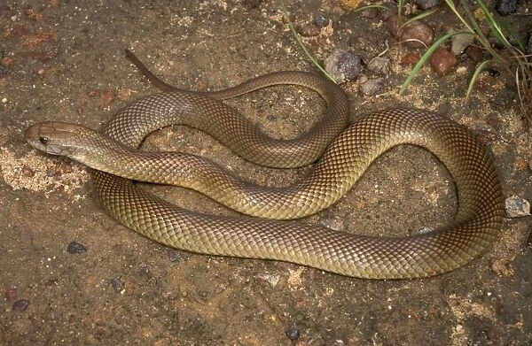 King brown  /  Mulga snake - very dangerous