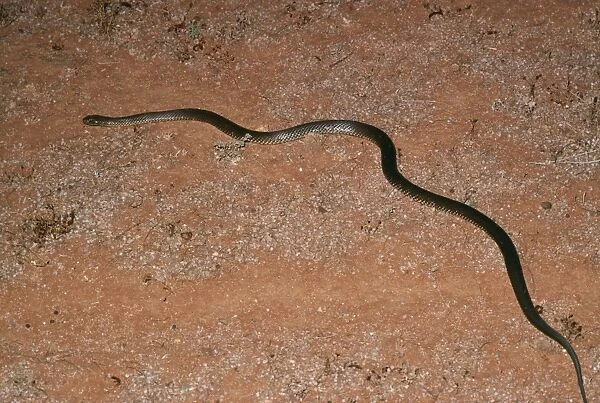 King Brown  /  Mulga Snake JPF 2933 Psuedechis australis © Jean-Paul Ferrero  /  ARDEA LONDON