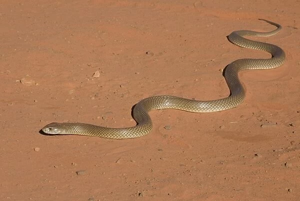 King Brown Snake - Crossing the sandy road that runs around Roebuck Bay near Broome, Western Australia