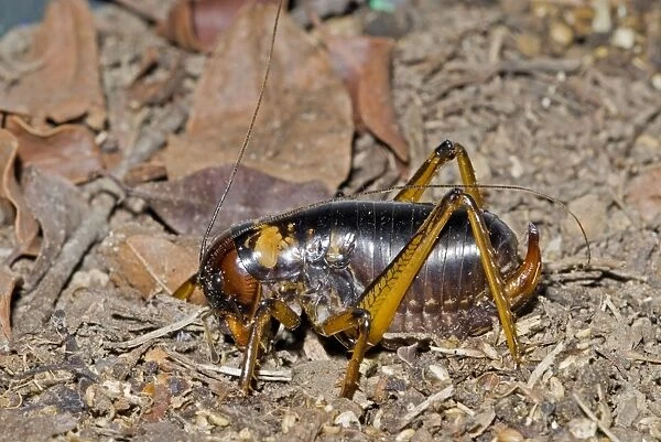 King Cricket - female - Nocturnal omnivore living in subterranean burrows -Grahamstown, Eastern Cape, South Africa