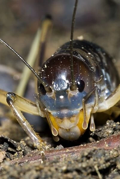 King Cricket - male. Spend day in underground burrows emerging at night to feed on small animals and plant material. Grahamstown - Eastern Cape - South Africa. Fam: Anostostomatidae (can also beMimnermidae)