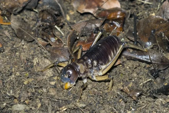 Framed Print : King Cricket - male. Spend day in underground burrows emerging at night to feed on small animals and plant material. Grahamstown - Eastern Cape - South Africa. Fam: Anostostomatidae (can also beMimnermidae)