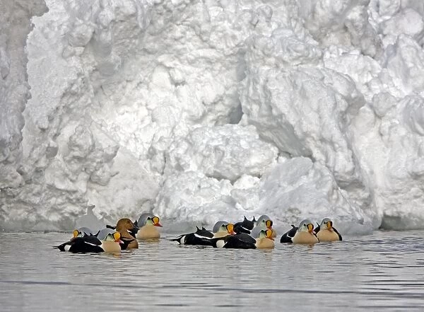 King Eider - Courting flock with one female and rest males - April - Varanger Fjord - Norway