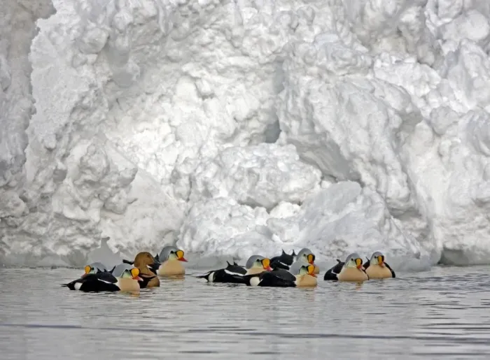 Framed Print : King Eider - Courting flock with one female and rest males - April - Varanger Fjord - Norway