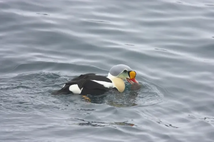 Framed Print : King Eider - Drake Feeding on Sea Urchin Somateria spectabilis Varanger Fjord Norway BI013585