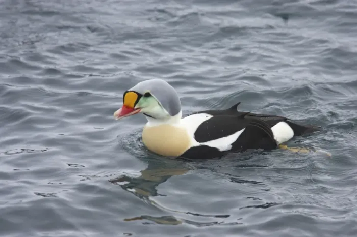 Framed Print : King Eider - Drake on Sea Somateria spectabilis Varanger Fjord Norway BI013700 Framed Print : King Eider - Drake on Sea Somateria spectabilis Varanger Fjord Norway BI013700