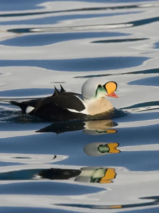Framed Print : King Eider - Drake swimming on water with mass reflections - April - Varanger Fjord - Norway Framed Print : King Eider - Drake swimming on water with mass reflections - April - Varanger Fjord - Norway