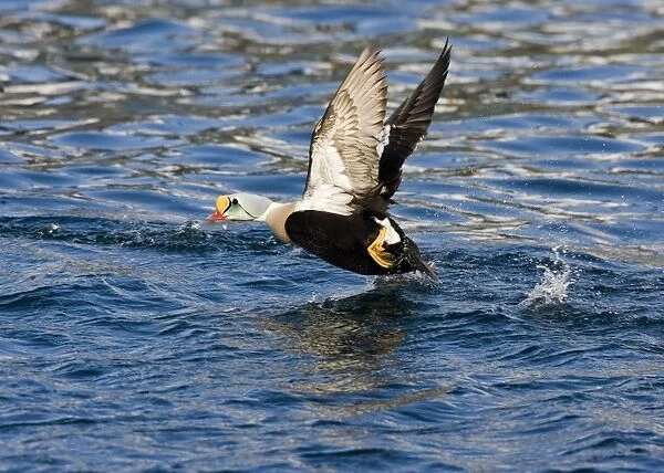 King Eider - Drake taking off from water - April - Varanger Fjord - Norway