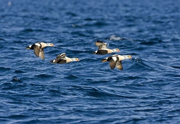 King Eider - Drakes flying over the sea - March - Varanger Fjord - Norway