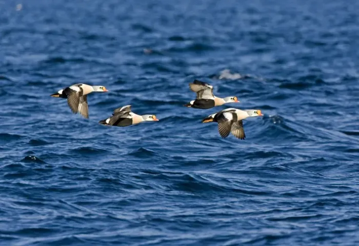 Framed Print : King Eider - Drakes flying over the sea - March - Varanger Fjord - Norway Framed Print : King Eider - Drakes flying over the sea - March - Varanger Fjord - Norway