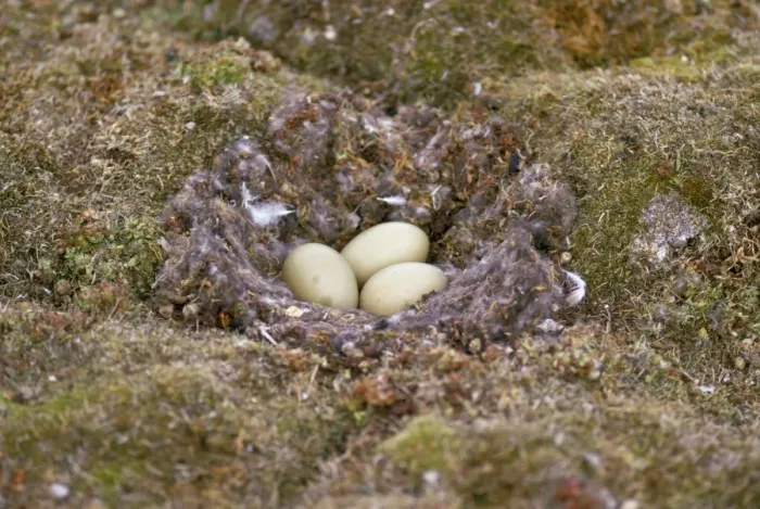 Framed Print : King Eider Duck - eggs in nest - Victoria Island - Northwest Territories -Canada Framed Print : King Eider Duck - eggs in nest - Victoria Island - Northwest Territories -Canada