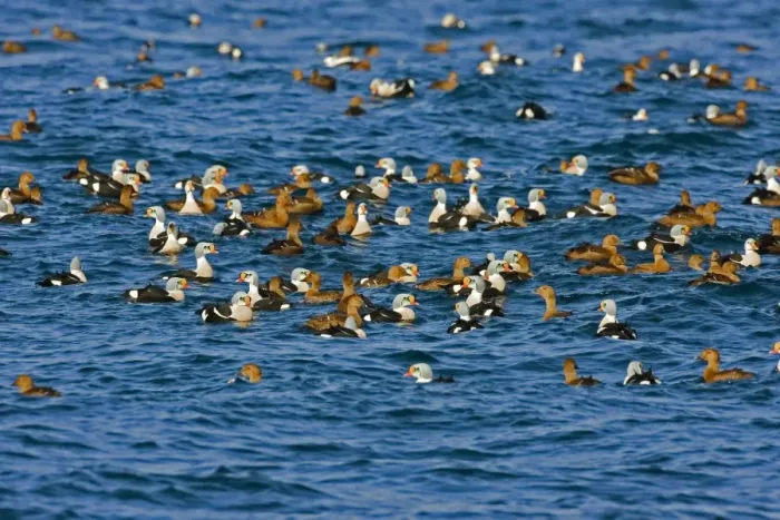 Framed Print : King Eider - Mass flock swimming out to sea - male and female - March - Varanger Fjord - Norway Framed Print : King Eider - Mass flock swimming out to sea - male and female - March - Varanger Fjord - Norway
