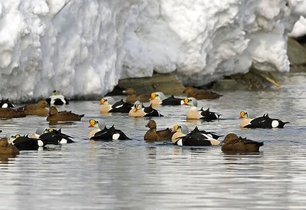 King Eider - Small flock drakes and ducks swimming - April - Varanger Fjord - Norway