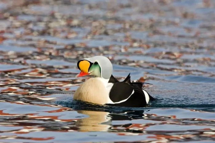 Framed Print : King Eider - Swimming with ripples on water - April, Varanger - Fjord - Norway Framed Print : King Eider - Swimming with ripples on water - April, Varanger - Fjord - Norway