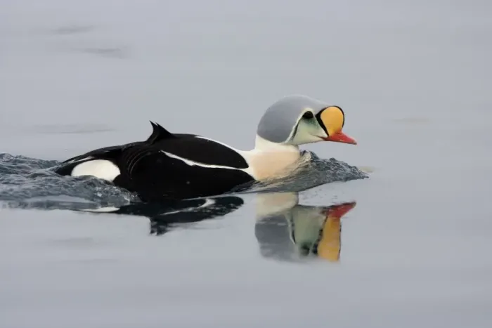 Framed Print : King Eider - Swimming on water with reflection - April - Varanger Fjord - Norway Framed Print : King Eider - Swimming on water with reflection - April - Varanger Fjord - Norway
