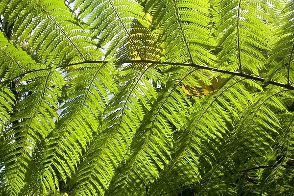 King Fern - leaf of an impressive King Fern near the riverbanks of Babinda Creek. The leaves of this hugh fern can reach a size of up to 6 m length. To highlight its filigrane shape, the leaf is photographed against the sun
