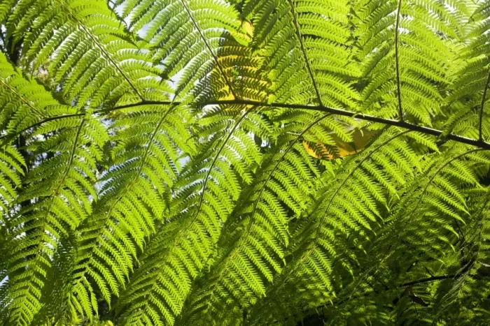 Framed Print : King Fern - leaf of an impressive King Fern near the riverbanks of Babinda Creek. The leaves of this hugh fern can reach a size of up to 6 m length. To highlight its filigrane shape, the leaf is photographed against the sun Framed Print : King Fern - leaf of an impressive King Fern near the riverbanks of Babinda Creek. The leaves of this hugh fern can reach a size of up to 6 m length. To highlight its filigrane shape, the leaf is photographed against the sun