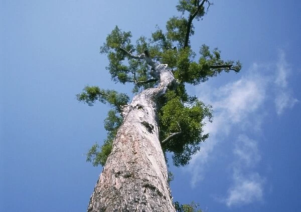 King Jarrah Tree - 47 meters high, 500 years old. Western Australia