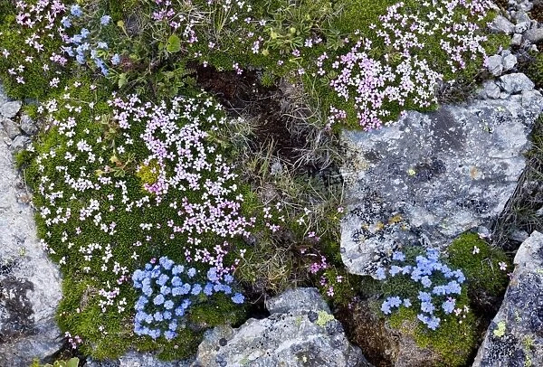 King-of-the-Alps - and Moss Campion (Silene acaulis) on the Livigno Pass, Switzerland