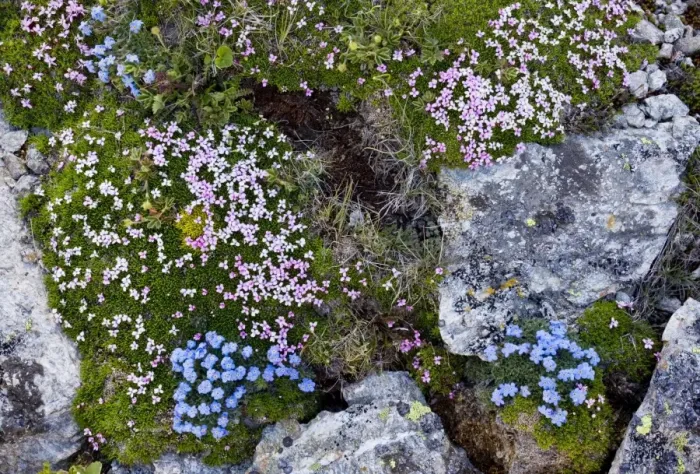 Framed Print : King-of-the-Alps - and Moss Campion (Silene acaulis) on the Livigno Pass, Switzerland