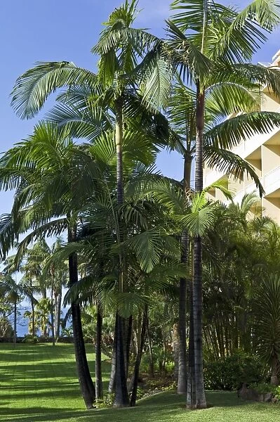 King Palm Trees - botanical gardens surrounding hotel - Tenerife - February