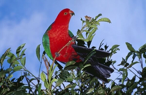 King Parrot HB 3782 Australian Order Psittaciformes; Alisterus scapularis © Hans & Judy Beste  /  ARDEA LONDON