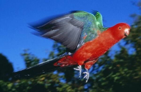 King Parrot Rainforest, Australia