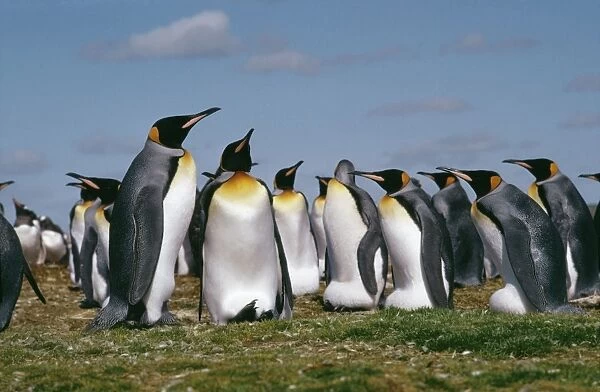 King PENGUIN - adults in colony
