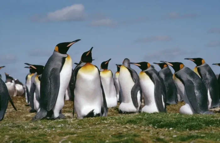 Framed Print : King PENGUIN - adults in colony Framed Print : King PENGUIN - adults in colony