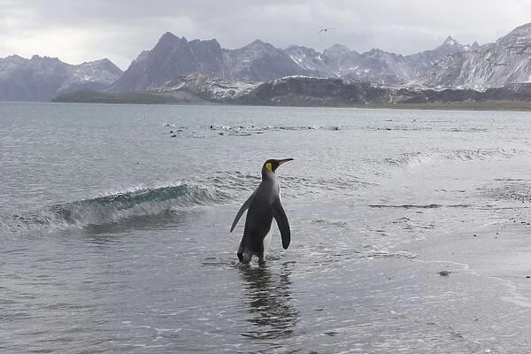 King Penguin - Arriving on shore Salisbury Plain, South Georgia