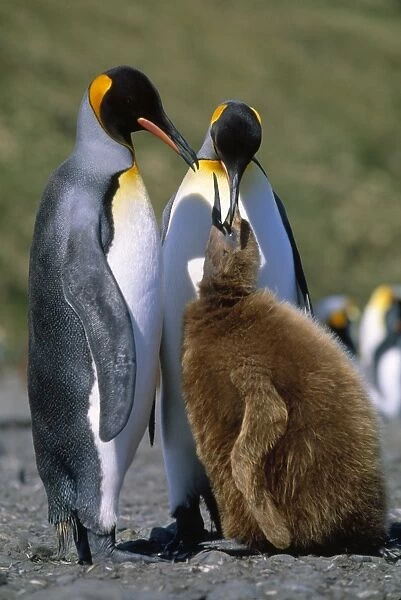 King Penguin - chick begging for food from adult. Salisbury Plain - South Georgia - December