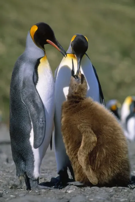 Framed Print : King Penguin - chick begging for food from adult. Salisbury Plain - South Georgia - December Framed Print : King Penguin - chick begging for food from adult. Salisbury Plain - South Georgia - December