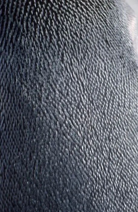 Framed Print : King Penguin - close-up of back