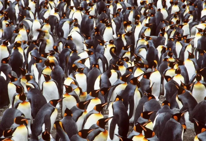 Framed Print : KING PENGUIN - Colony Framed Print : KING PENGUIN - Colony