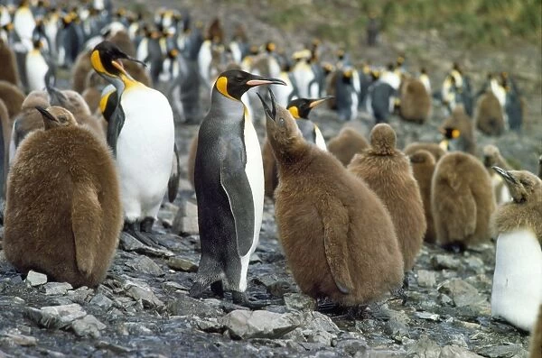 King Penguin - colony with chick begging for food from adult. South Georgia