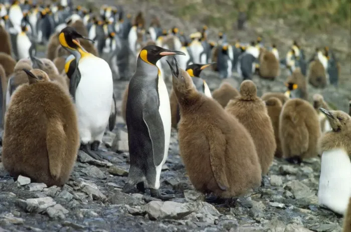 Framed Print : King Penguin - colony with chick begging for food from adult. South Georgia