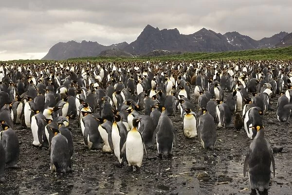 King Penguin colony, Gold Harbour, South Georgia, Antarctica