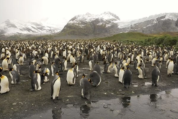 King Penguin colony. Gold Harbour - South Georgia - Antarctica