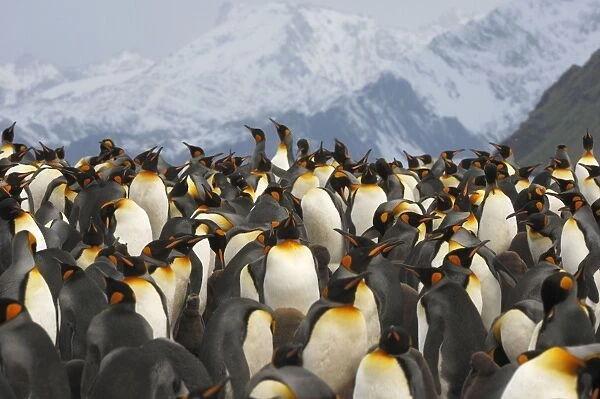 King Penguin colony. Gold Harbour - South Georgia - Antarctica