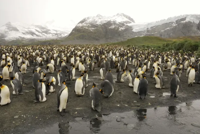 Framed Print : King Penguin colony. Gold Harbour - South Georgia - Antarctica Framed Print : King Penguin colony. Gold Harbour - South Georgia - Antarctica