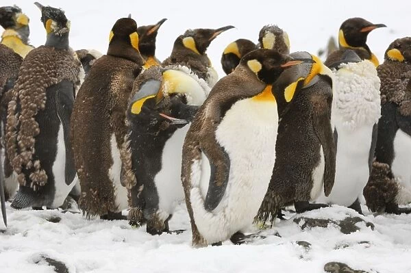 King Penguin colony. Juveniles. South Georgia - Antarctica