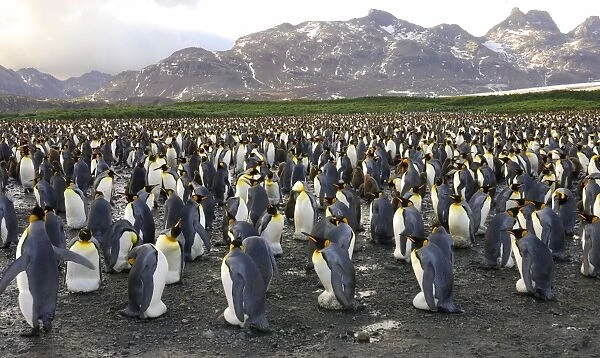 King Penguin colony. South Georgia - Antarctica