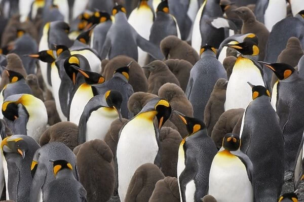 King Penguin colony - South Georgia - Salisbury Plain - Antarctica
