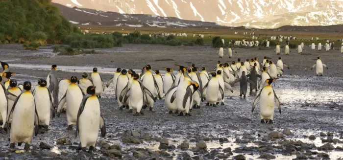 Framed Print : King Penguin colony. South Georgia - Salisbury Plain - Antarctica Framed Print : King Penguin colony. South Georgia - Salisbury Plain - Antarctica